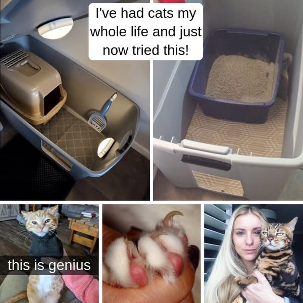 35+ Easy Hacks That Can Help Any Cat Owner